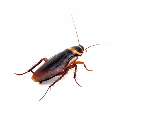 Cockroach